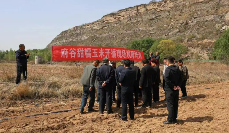 书写春天的代码：府谷县订单玉米播种忙(图1)