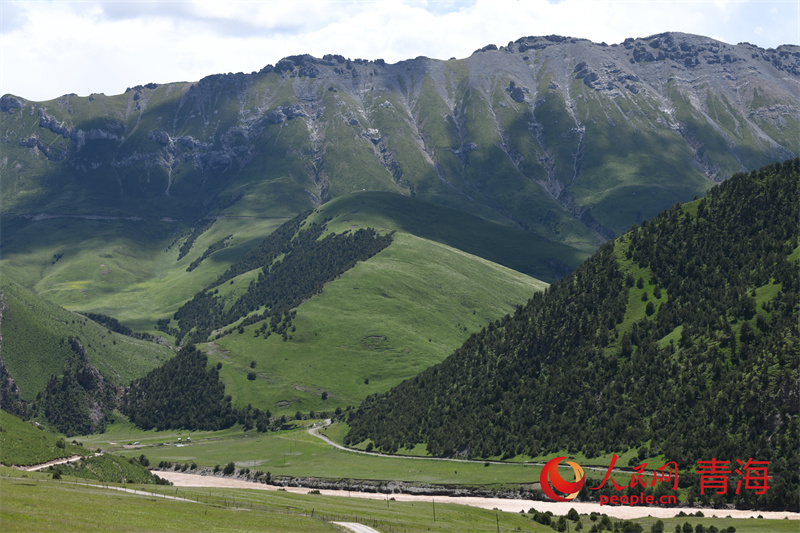 青海：山鄉有變綠野生金(图1)