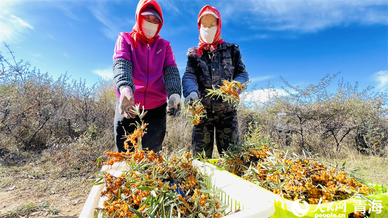 青海：山鄉有變綠野生金(图2)