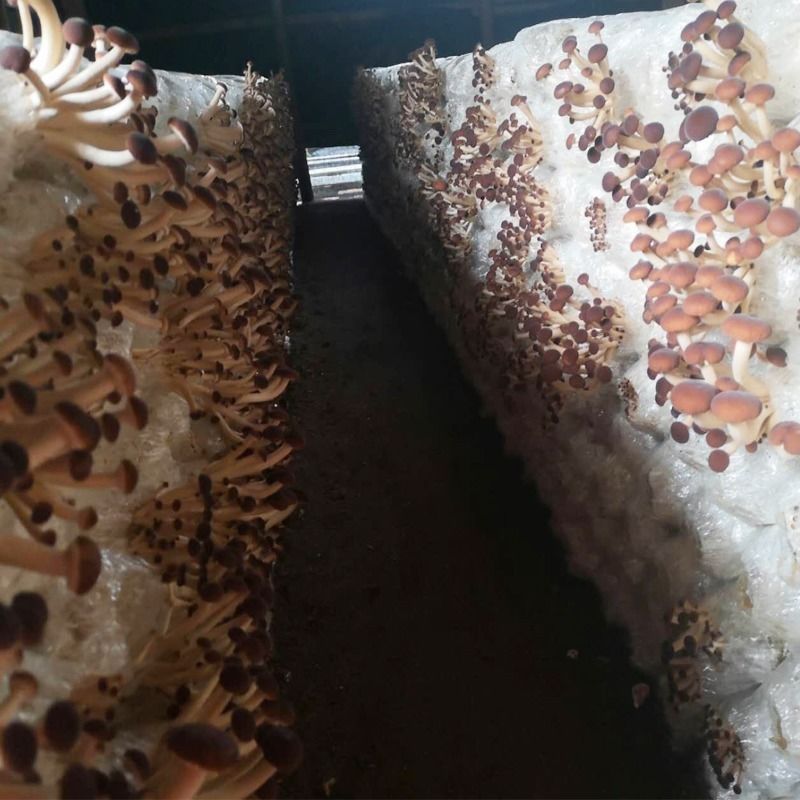 一粒种子的增收密码(图1)