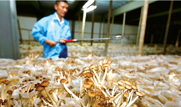 把论文写在青稞田里——记甘南州农林牧草科学院农业技术推广研究员刘梅金(图1)