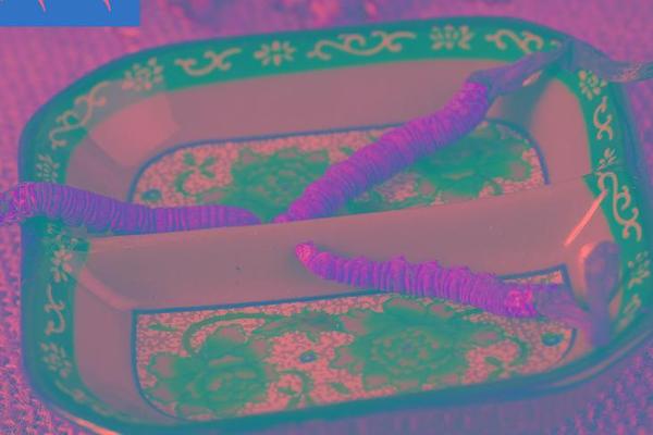 18年攻坚磐安“种”出冬虫夏草(图1)