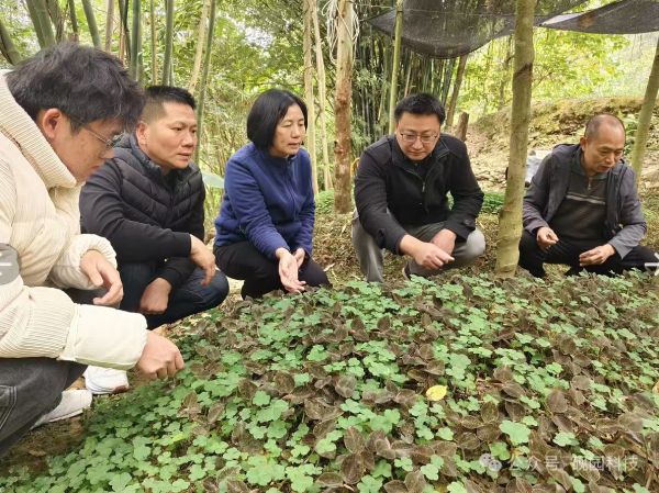 肇庆学院林下仿野生种植金线莲“开花结果”“金草”扎根林下生“金”(图1)
