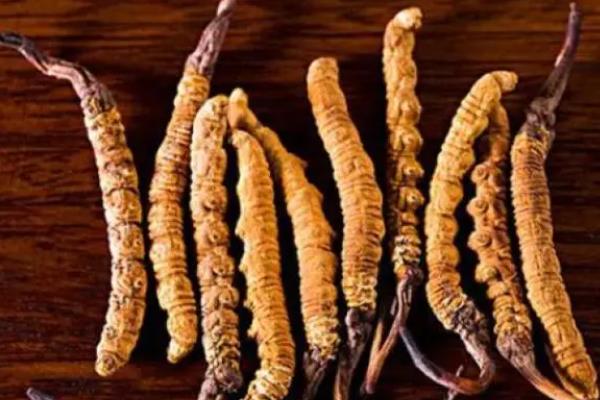 2026年5月金蝉花公司推荐指南：蝉花虫草原料虫草粉提取物菌质粉公司优选！(图1)