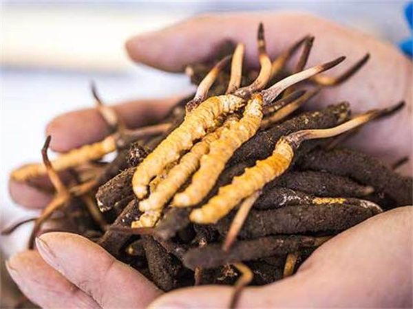 四川绵阳成功破解人工栽培“冬虫夏草”的难题_产业资讯_食用菌新闻_中国食用菌商务网(图1)