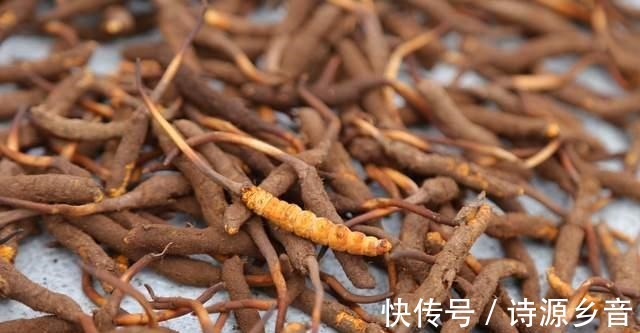 青海省农村居民持续增收计划（2026—2030年）政策解读(图1)