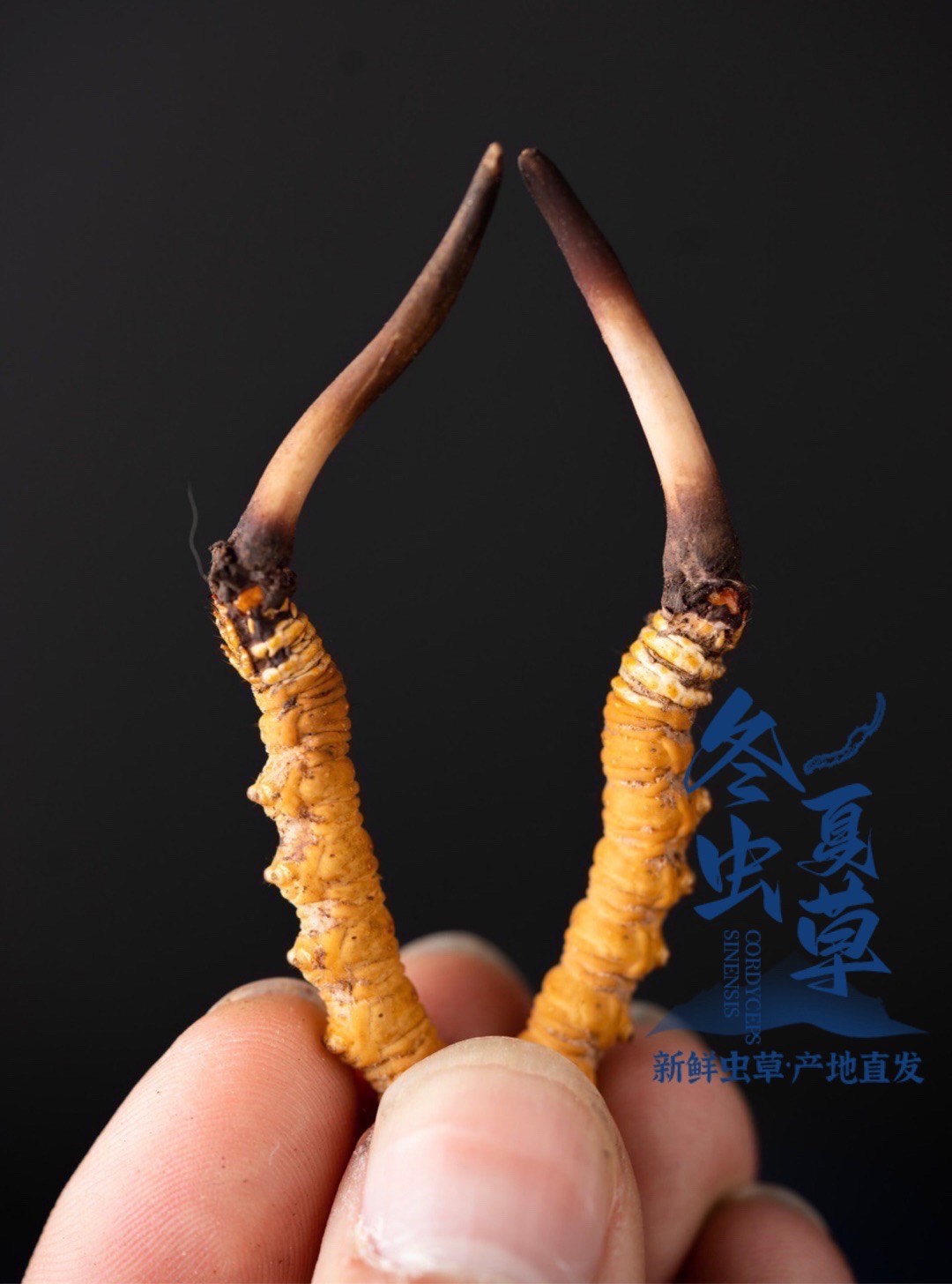 现场实录果洛州锚定“一体双轮四支撑”发展思路推动高水平保护和高质量发展”专场新闻发布会(图1)