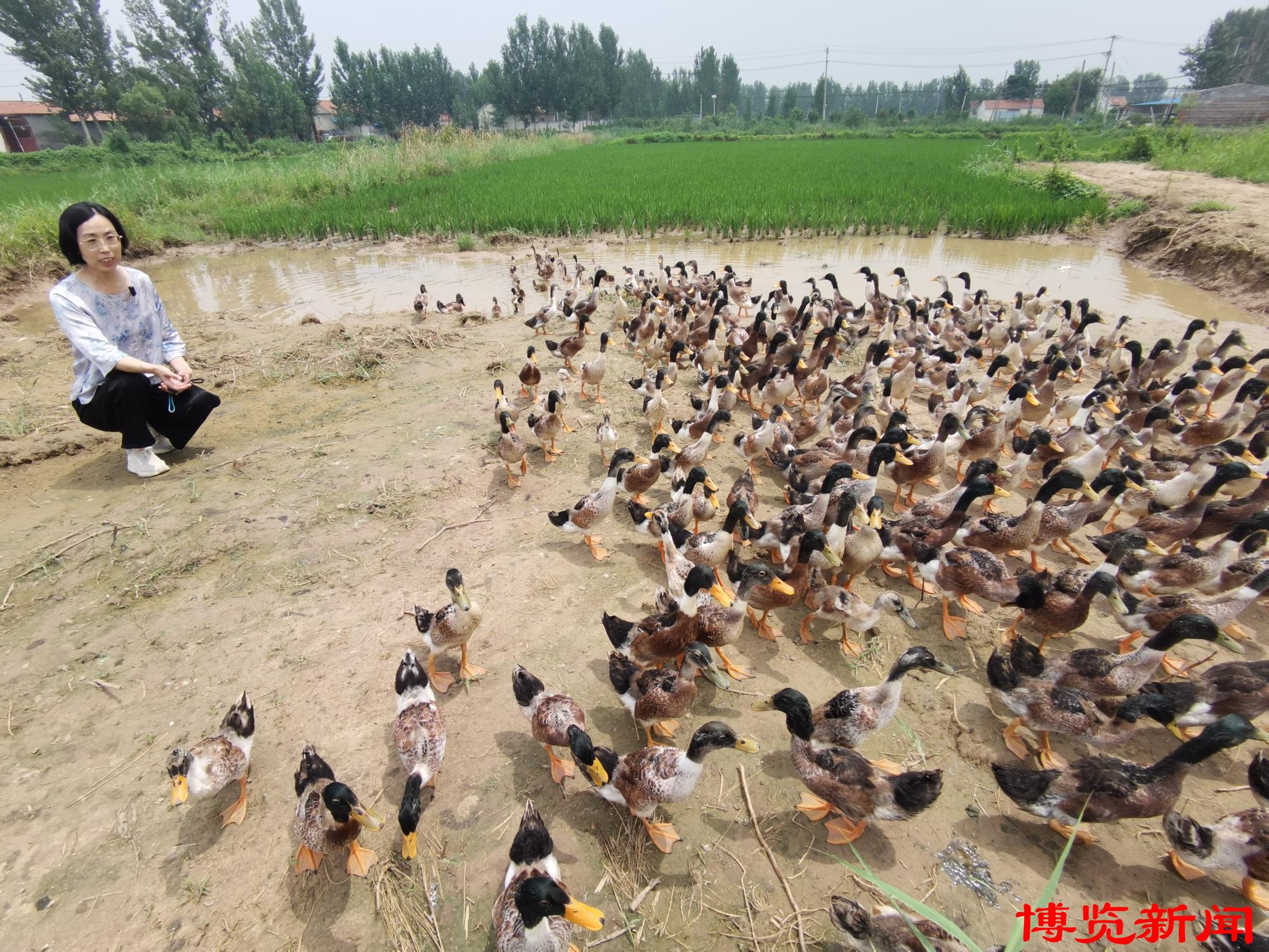 高青：百亩荒滩蝶变富民良田(图2)