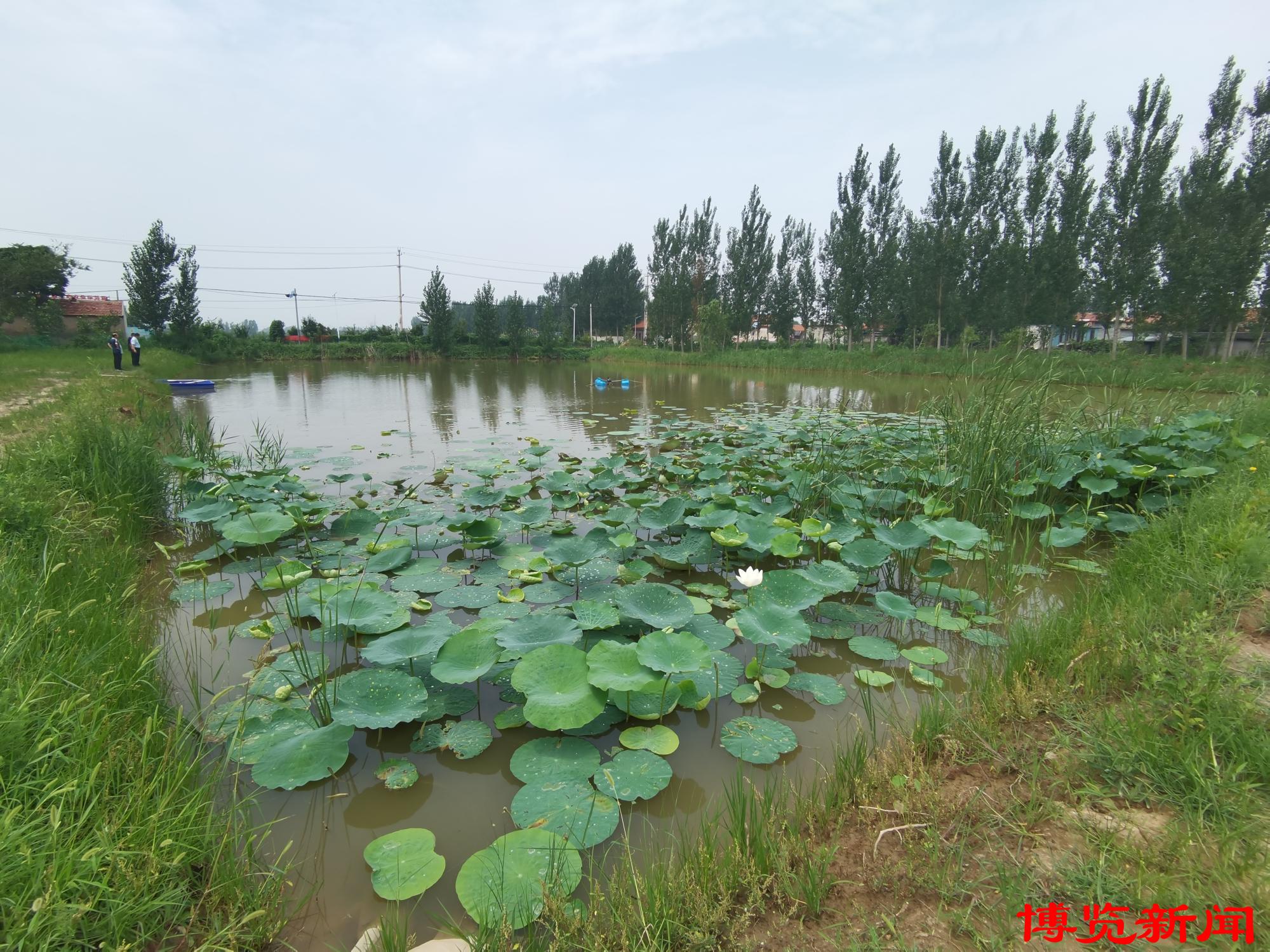 高青：百亩荒滩蝶变富民良田(图4)