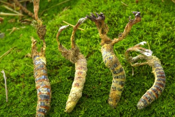 冬虫夏草的变化过程(图1)