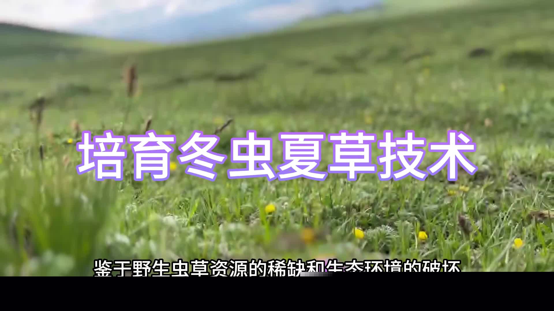 山东实施“人工智能+农业”行动：数据“种”进泥土云端守护丰收(图1)