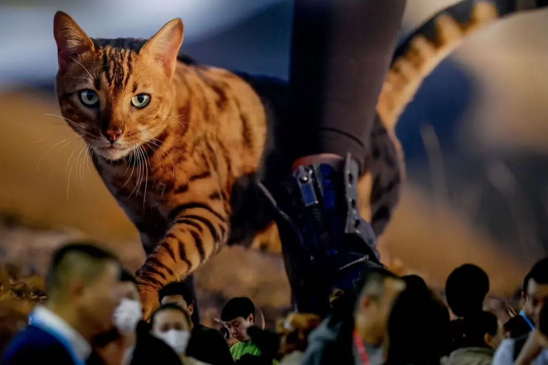 致命“开盒”：卧底虐猫群的代价(图1)