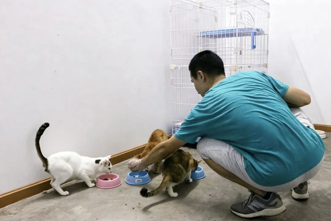 致命“开盒”：卧底虐猫群的代价(图6)