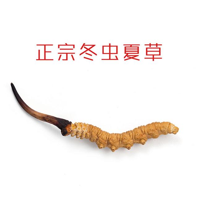 一场“中国式”大骗局的终结：冬虫夏草被食药监总局踢出保健圈！(图3)