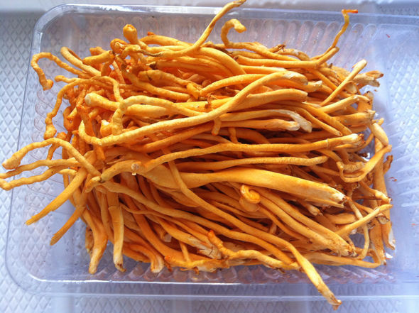人工种植北虫草加盟流程(图1)