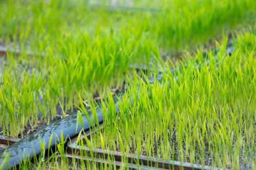 帮农网种植技术养殖技术农业信息-第13页(图12)