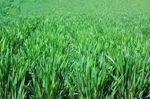 帮农网种植技术养殖技术农业信息-第13页(图20)