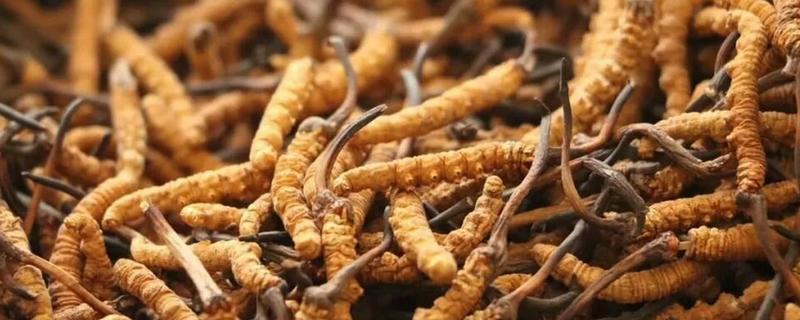养殖的冬虫夏草和野生的区别形状和营养成分均不同(图1)