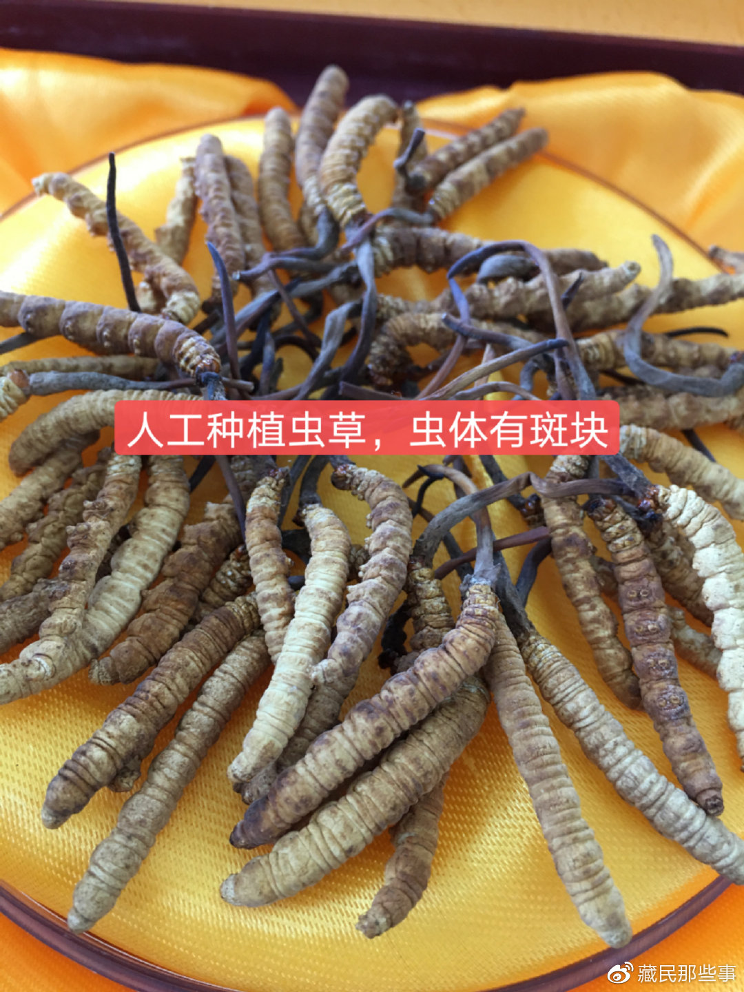 人工种植虫草和野生虫草的区别和功效人工种植的和野生的怎么辨别(图1)