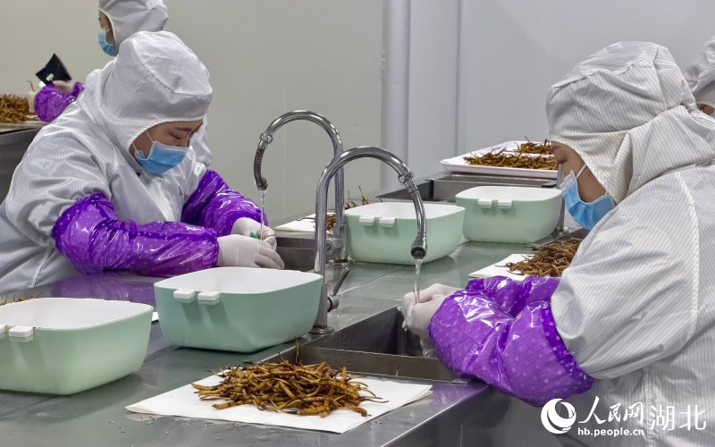 何以中国・当惊世界殊丨长江边一年“养”出60吨冬虫夏草(图1)