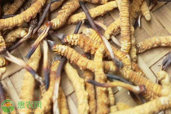 几个小技巧教你辨别野生虫草与人工虫草(图1)