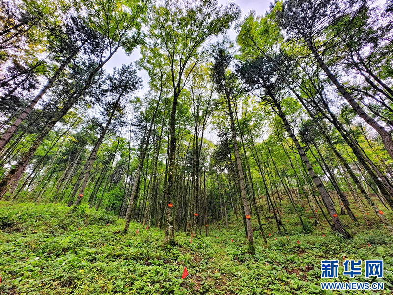守得住青山看得见“金山”-新华网(图2)