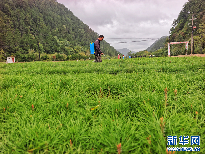 守得住青山看得见“金山”-新华网(图4)