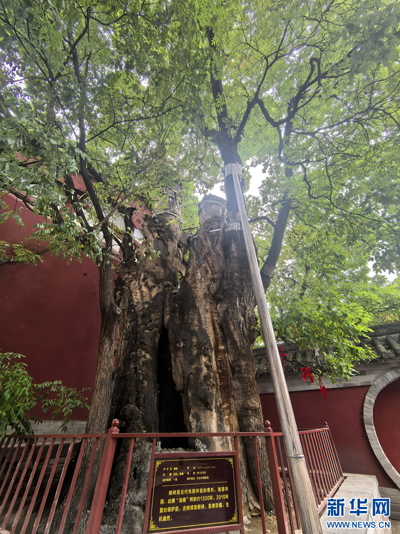 守得住青山看得见“金山”-新华网(图5)