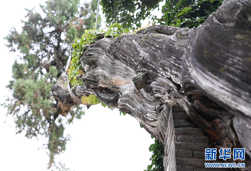 守得住青山看得见“金山”-新华网(图6)